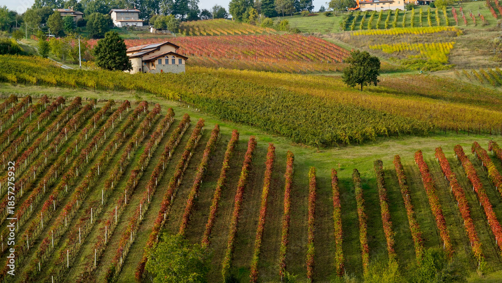 Fototapeta premium Foliage d'autunno nei vigneti del vino Lambrusco delle colline modenesi di Castevetrano.Modena, Emilia Romagna. Italia