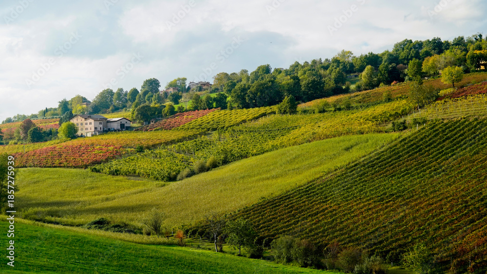 Fototapeta premium Foliage d'autunno nei vigneti del vino Lambrusco delle colline modenesi di Castevetrano.Modena, Emilia Romagna. Italia