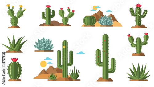 Collection of Various Cacti and Succulents.