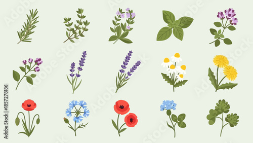 Collection of Various Flowers and Herbs.