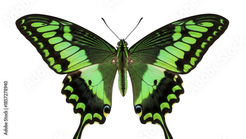 Canvas Print Green swallowtail butterfly PNG isolated on transparent background, tropical ins