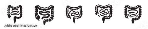 vector set of intestinal organs silhouettes