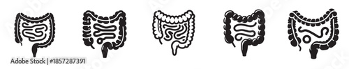 vector set of intestinal organs silhouettes