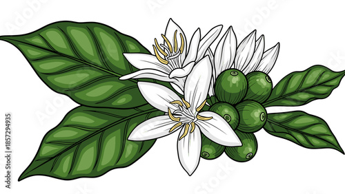 Coffee Plant with Flowers and Fruits.