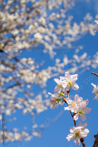 花のボケをバックに青空の下の啓翁桜の花
