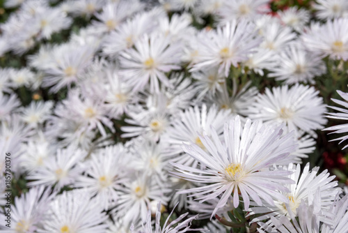 マツバギクの花のアップ
