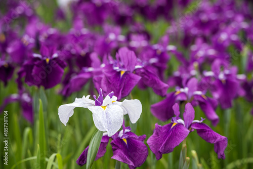 紫の花菖蒲をバックに白い花菖蒲の花
