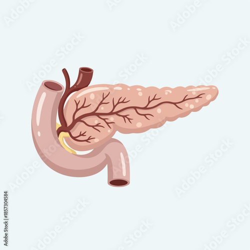 Anatomically correct icon of a human pancreas with detailed vascular structure on a clean white background.