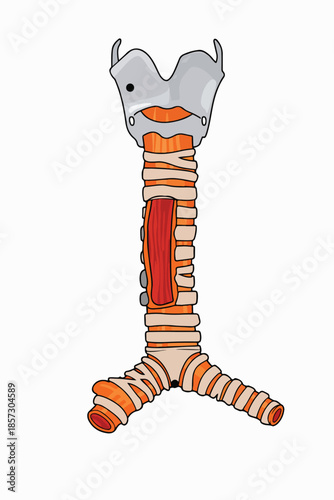 Anatomically correct icon of a human trachea and bronchi with a red bronchus, against a clean white background.