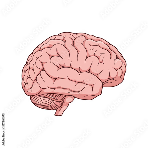 Anatomically correct illustration of a human brain with detailed pink and red coloring on a white background.