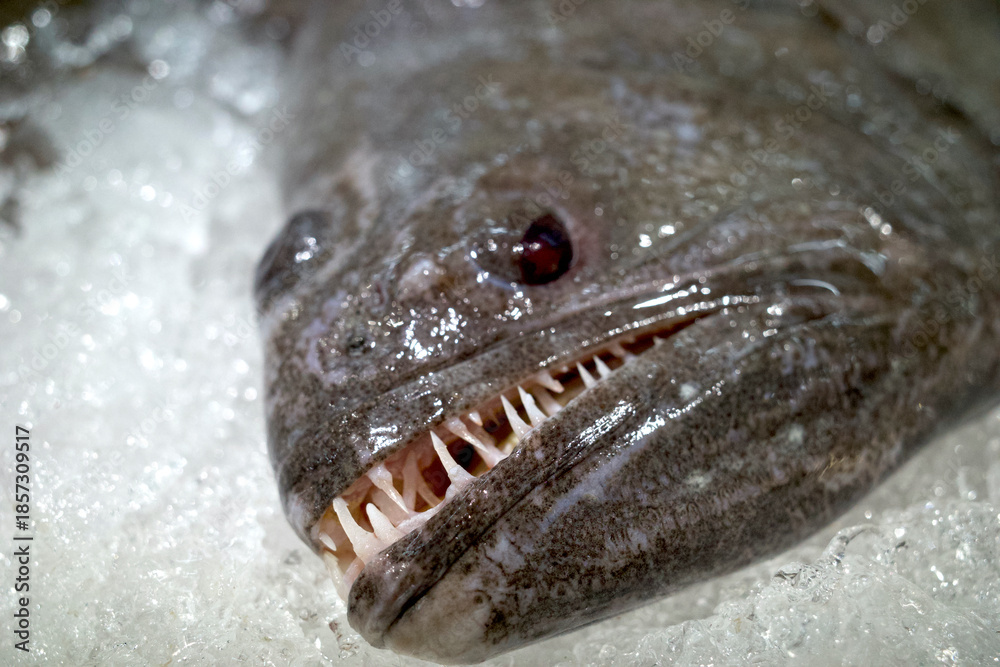 Obraz premium Close up of the sharp teeth of flat fish, Pseudorhombus argus