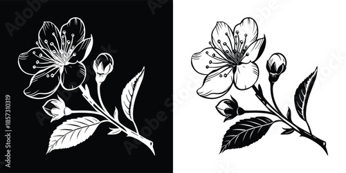 Cherry blossom branch with flowers and buds isolated on white background, presented in black and white, showcasing delicate floral beauty