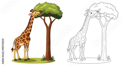 Giraffe Reaching Leaves: A giraffe with long neck eats leaves from a tree. This photo is for educational resource