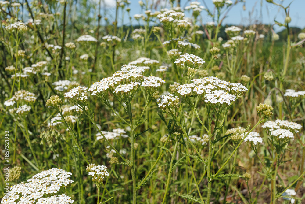 Fototapeta premium Achillea Yarrow White Wildflowers in Meadow