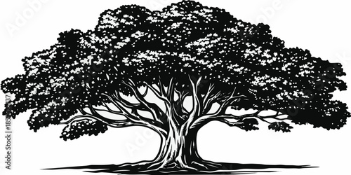 Detailed black and white illustration of a large mature tree with dense foliage