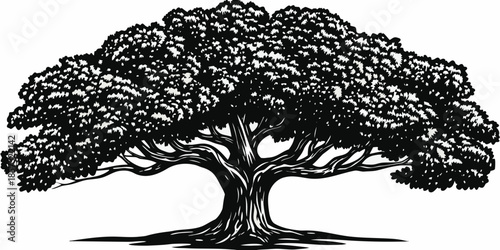 Detailed black and white illustration of a large full and mature tree