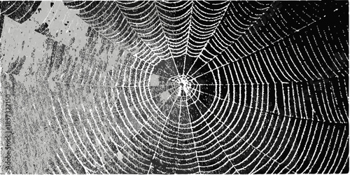A detailed view of an orb weaver spiderweb with a spider at its center