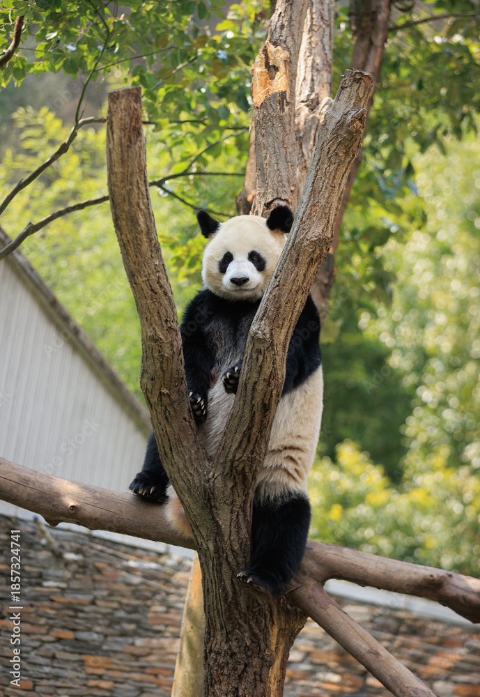 Obraz premium One giant panda playing on tree