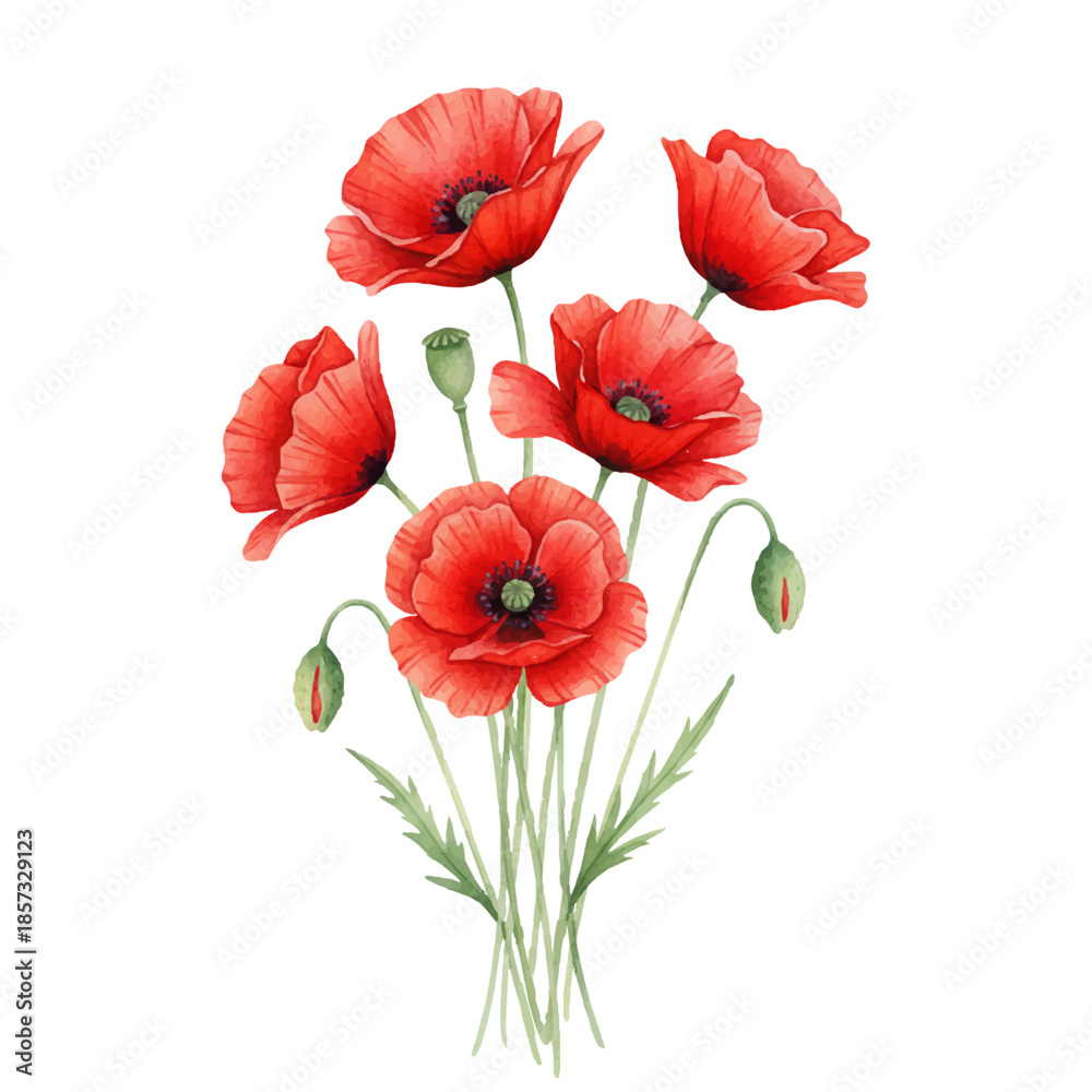 Obraz premium Red poppy flower bouquet watercolor vector illustration. Red petals black stamens poppy flowers isolated on white. Meadow wild blossom set, field blooming plants clip art. Green buds and leaves