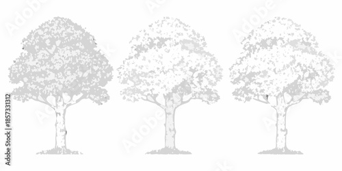 A grayscale depiction of three deciduous trees in a simple artistic style