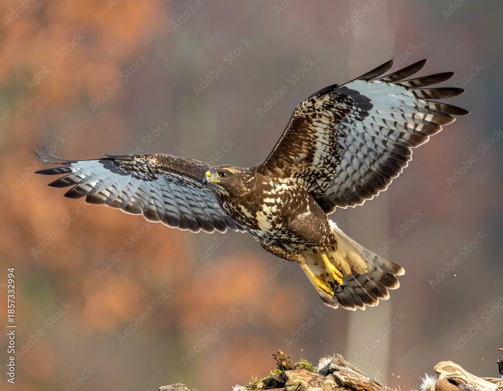 Fototapeta premium Majesty in Flight hawk