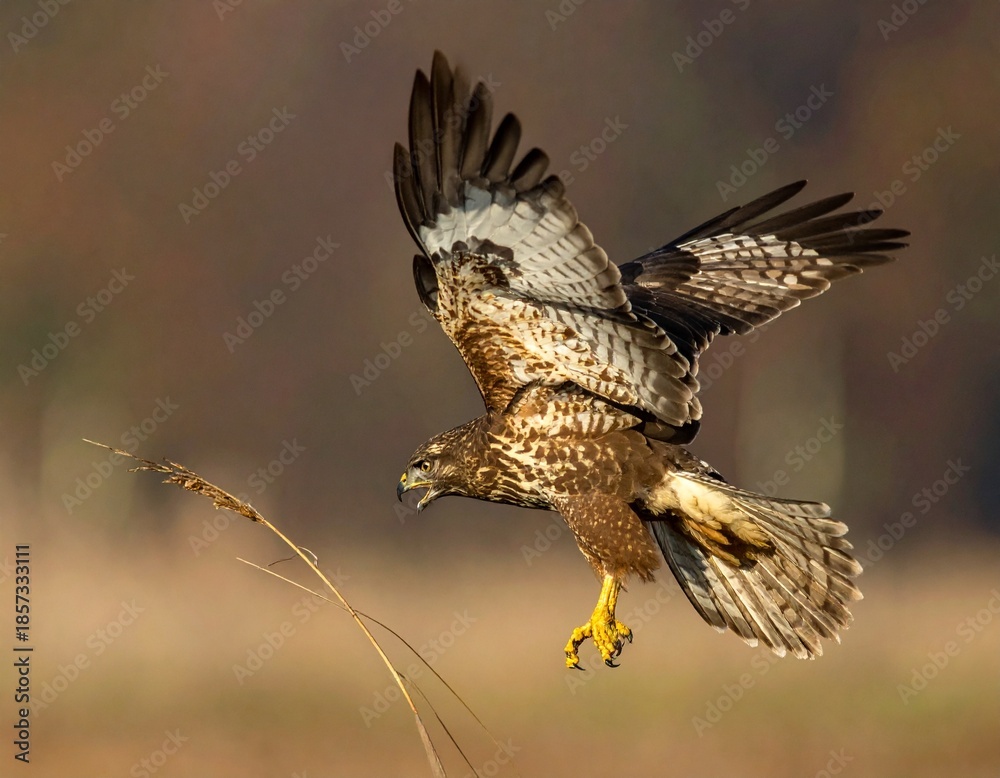 Fototapeta premium Majesty in Flight hawk