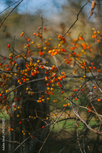 Foto Bittersweet Vine Climbs on a Rustic Fence