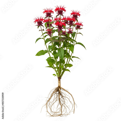 Mature monarda plant with exposed roots and red flowers