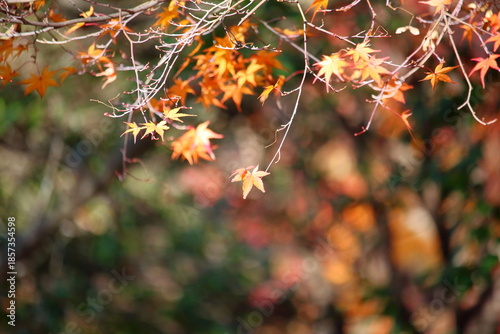 秋の紅葉と葉っぱ