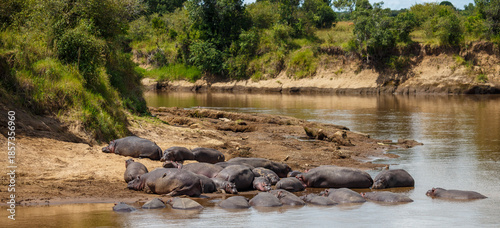Grupo de hipopótamos descansando en la orilla del río Mara en Kenia