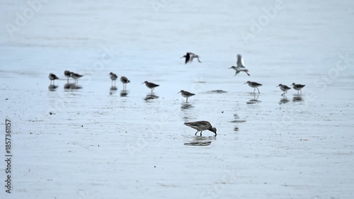 Curlew Sandpiper Leading the Flock