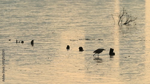 Heron Walking through Golden Tides