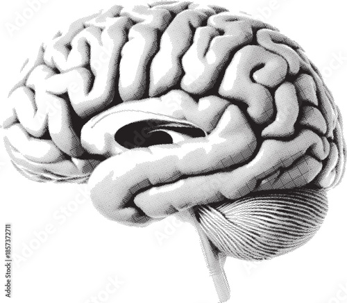 3d rendered illustration of human brain