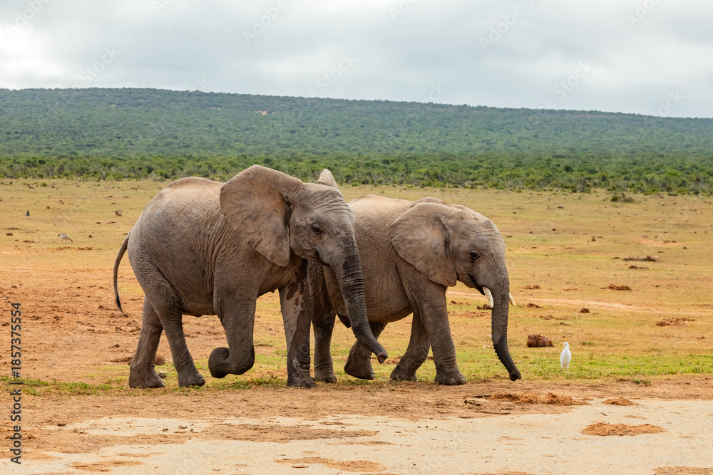 Fototapeta premium Elephant in Addo Elephant Safari Park