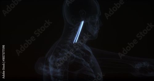 Longus capitis muscle in human body. X Ray