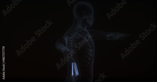 Quadratus lumborum muscle in human body. X Ray. Loop