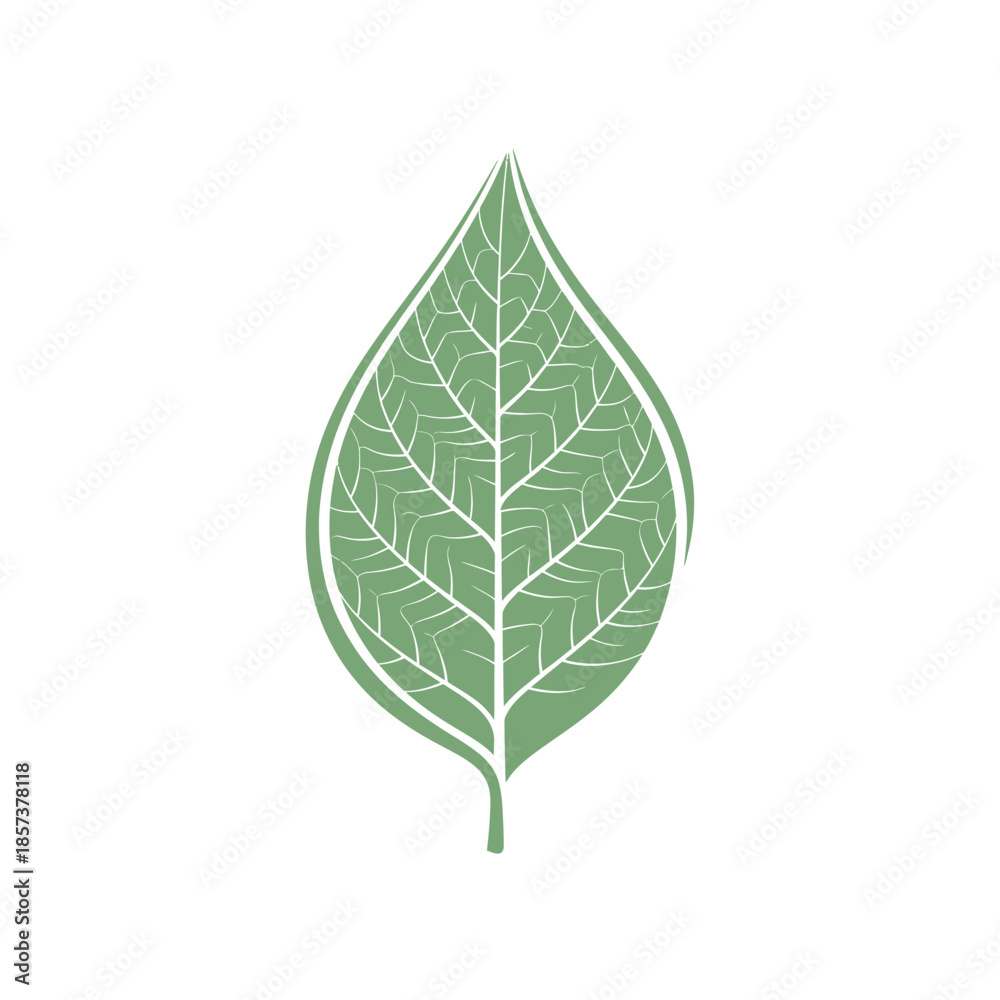 Fototapeta premium Green leaf with white veins illustration.