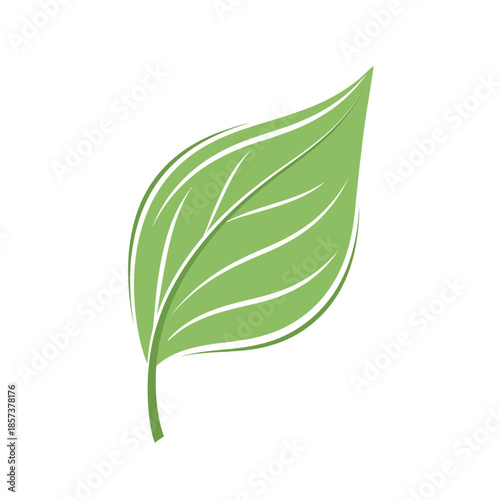 Green leaf with white veins isolated.