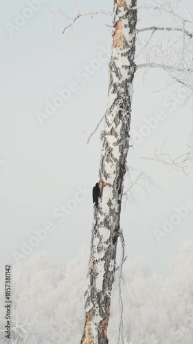 Woodpecker hammering a birch tree in the frosty winter