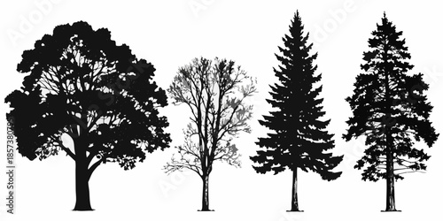 Silhouettes of diverse trees oak bare pine and evergreen woodland forms