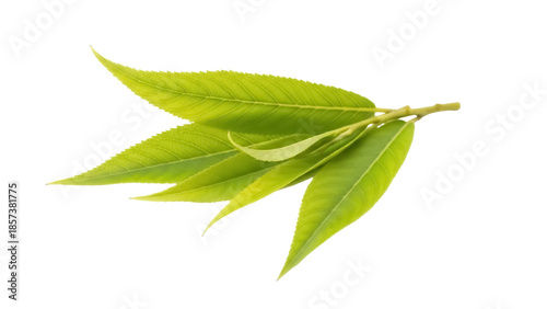 Принти на полотні Fresh green peach tree leaves isolated PNG on transparent background, vibrant fo
