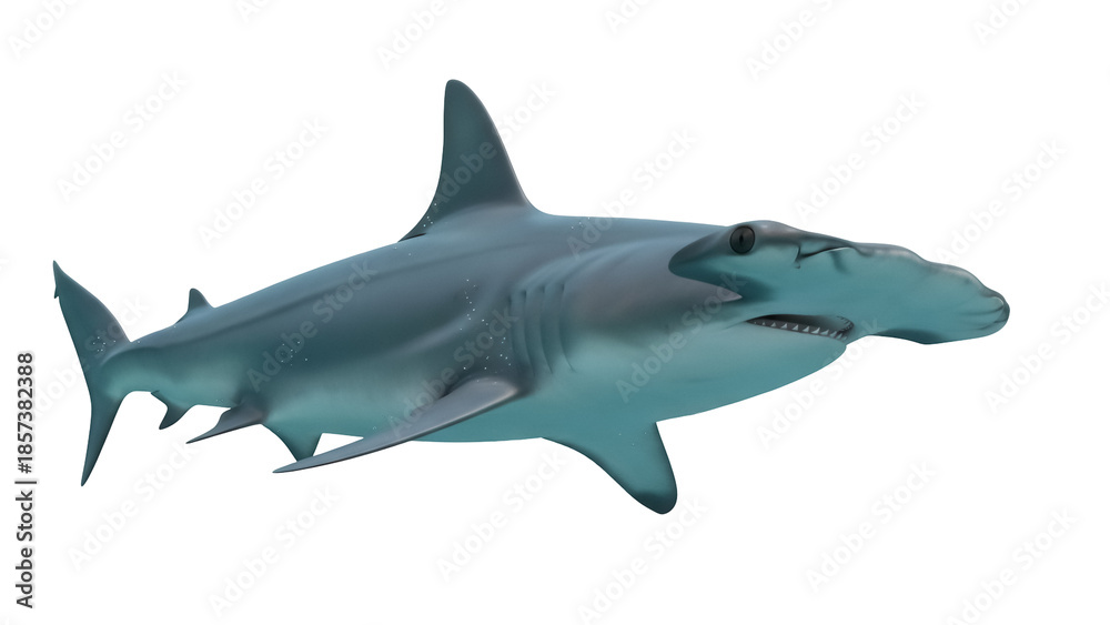 Fototapeta premium Hammerhead shark PNG isolated on transparent background, marine predator with distinctive head shape for wildlife and educational use