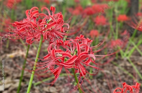 red and yellow flower