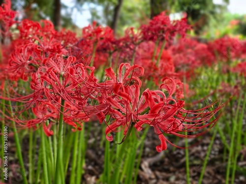 red flowers in the garden