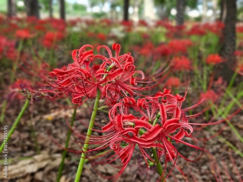 red dahlia flower