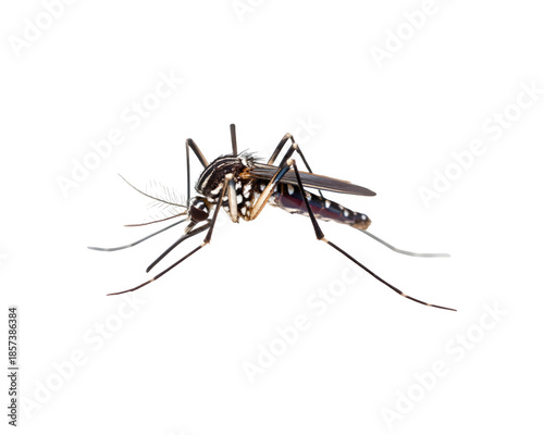 mosquito isolated on white background