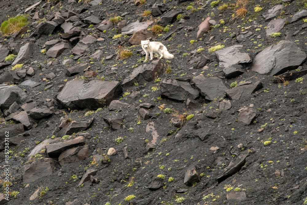 Obraz premium Polarfuchs