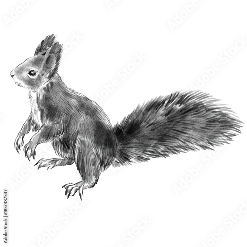 Squirrel. Black and white pencil drawing of a squirrel with fluffy long ears and tail isolated on a white background. Hand draw realistic vector drawing of a forest animal in the wild