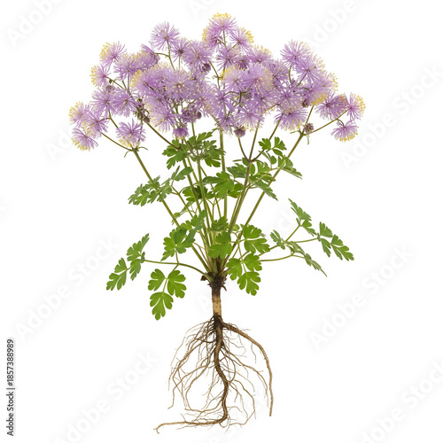 Mature meadow rue plant with exposed roots and purple clustered flowers