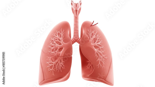 Tableau sur toile Human lungs and trachea isolated PNG, respiratory system anatomy for medical edu